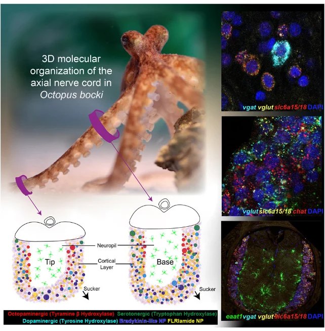 Graphical summary of the three-dimensional molecular organization of the axial nerve cord in Octopus bocki, with cell-type maps at tip and base and HCR panels