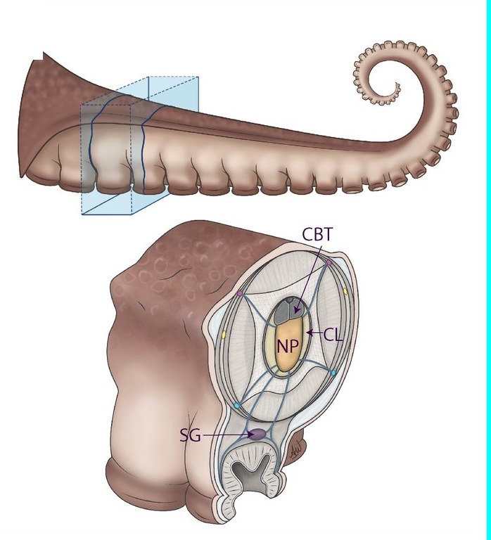 Illustration of an octopus arm with a cross-section showing the axial nerve cord and a sucker ganglion
