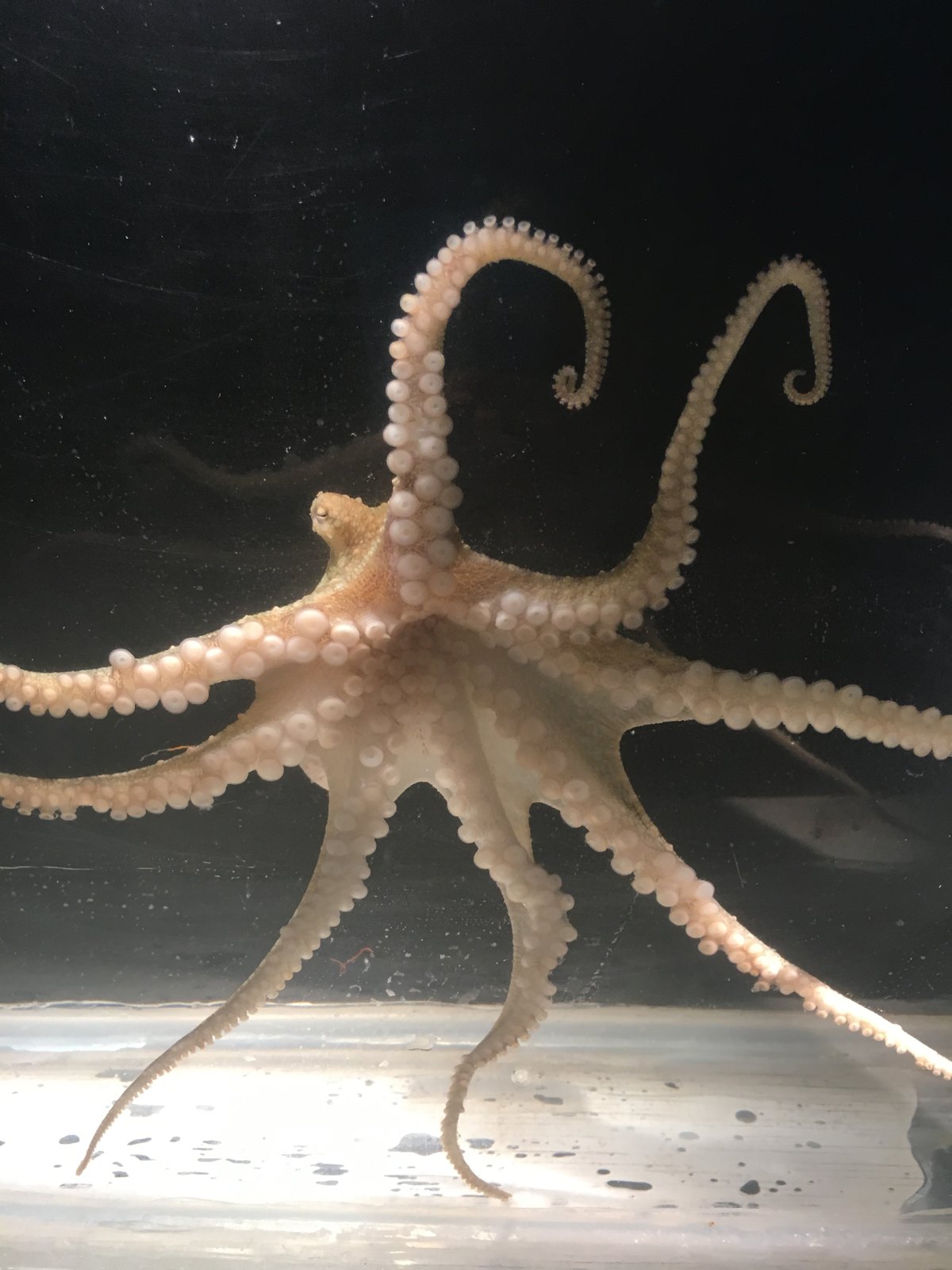 Octopus bimaculoides with arms raised, on black