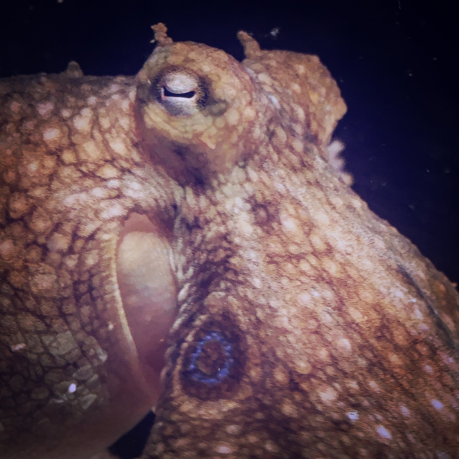 Close view of Octopus bimaculoides skin and the blue ring below the eye