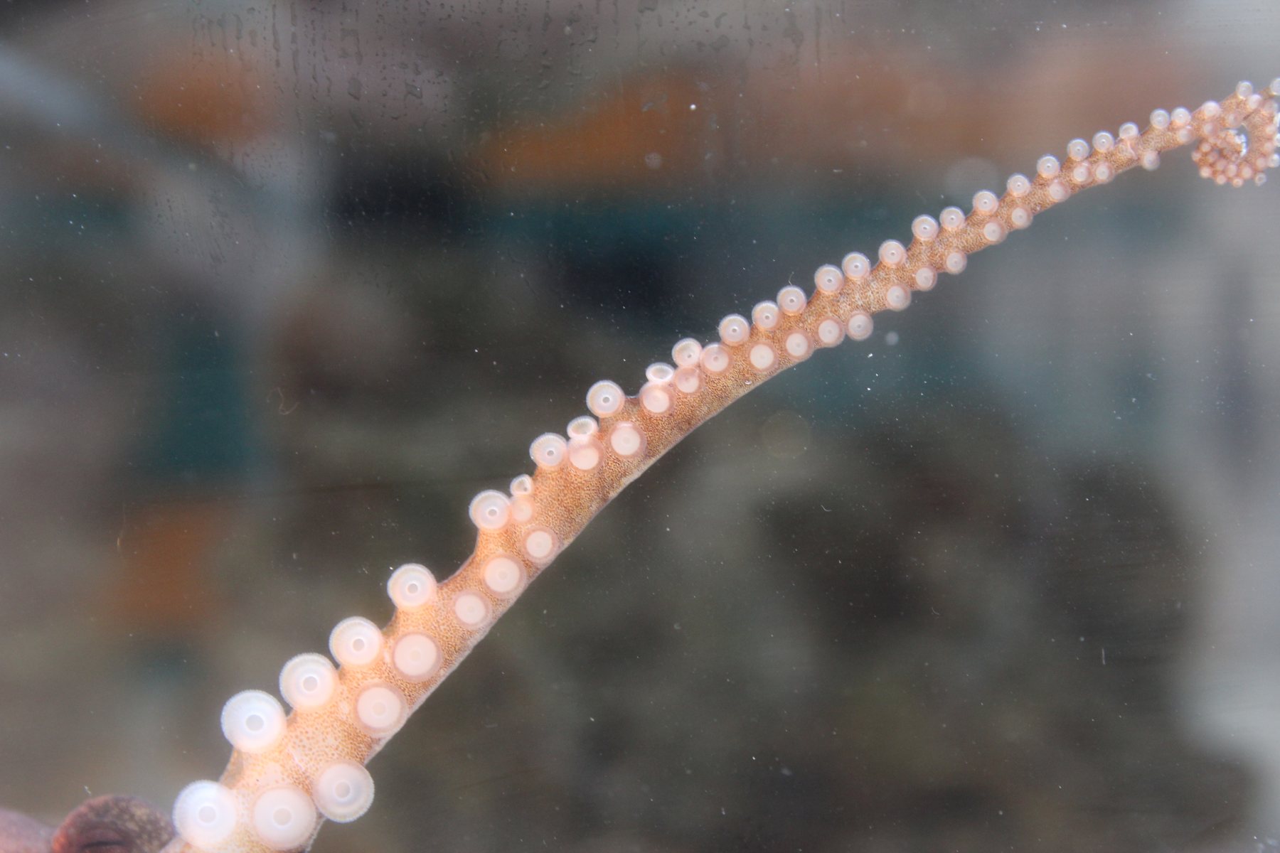 A single octopus arm extended in a straight line across the tank