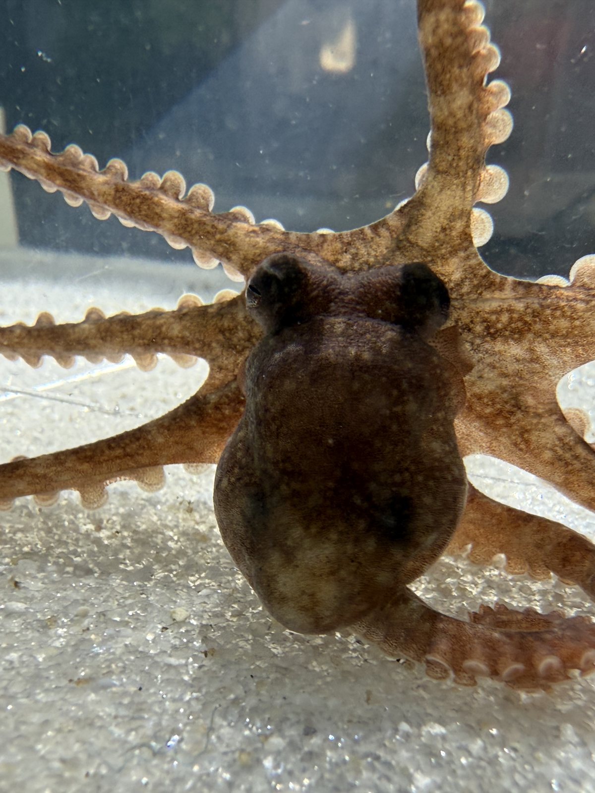 Close view of an octopus's mantle and eyes, arms radiating outward