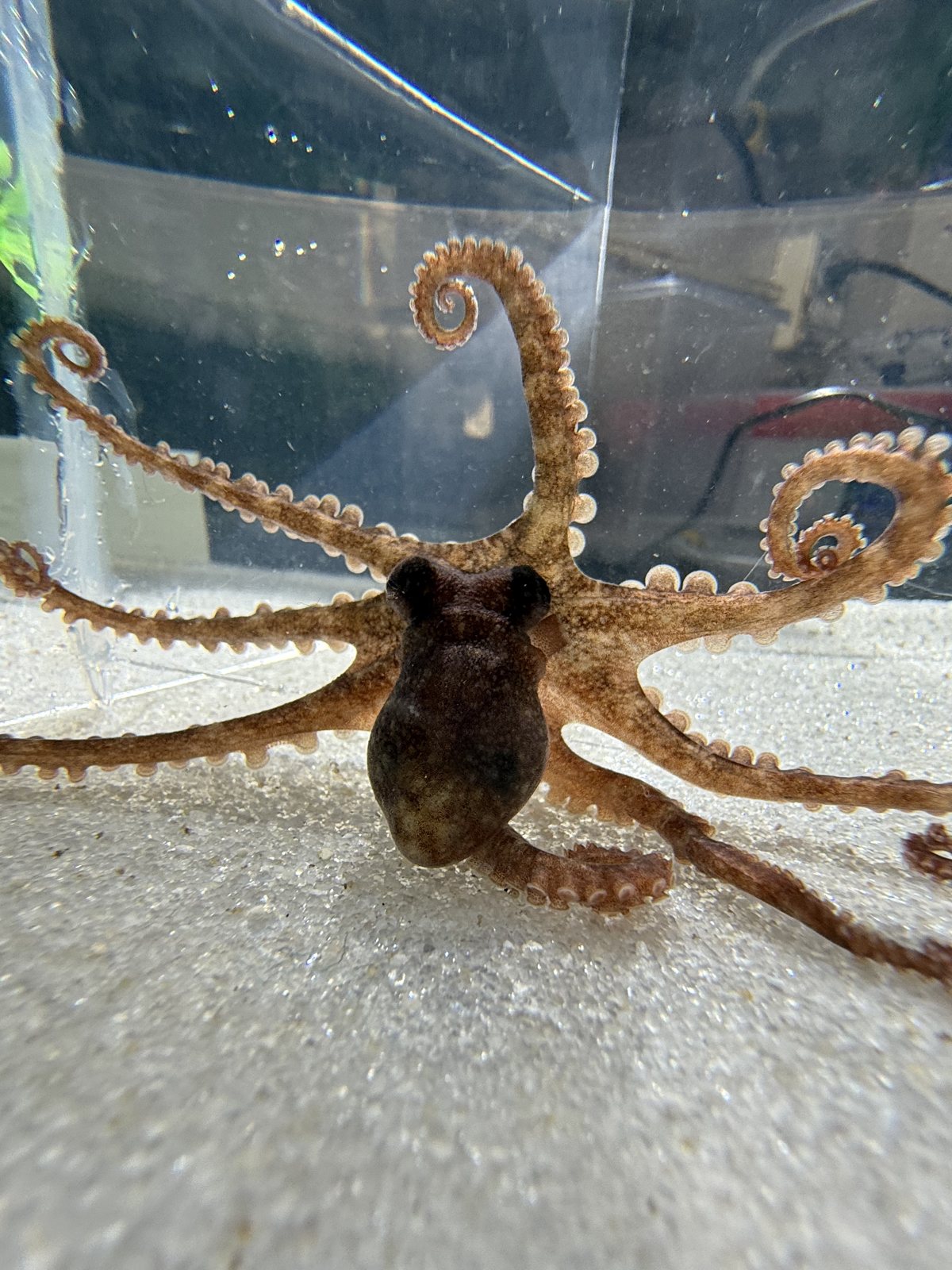 Octopus bocki facing the camera, arms raised and curled