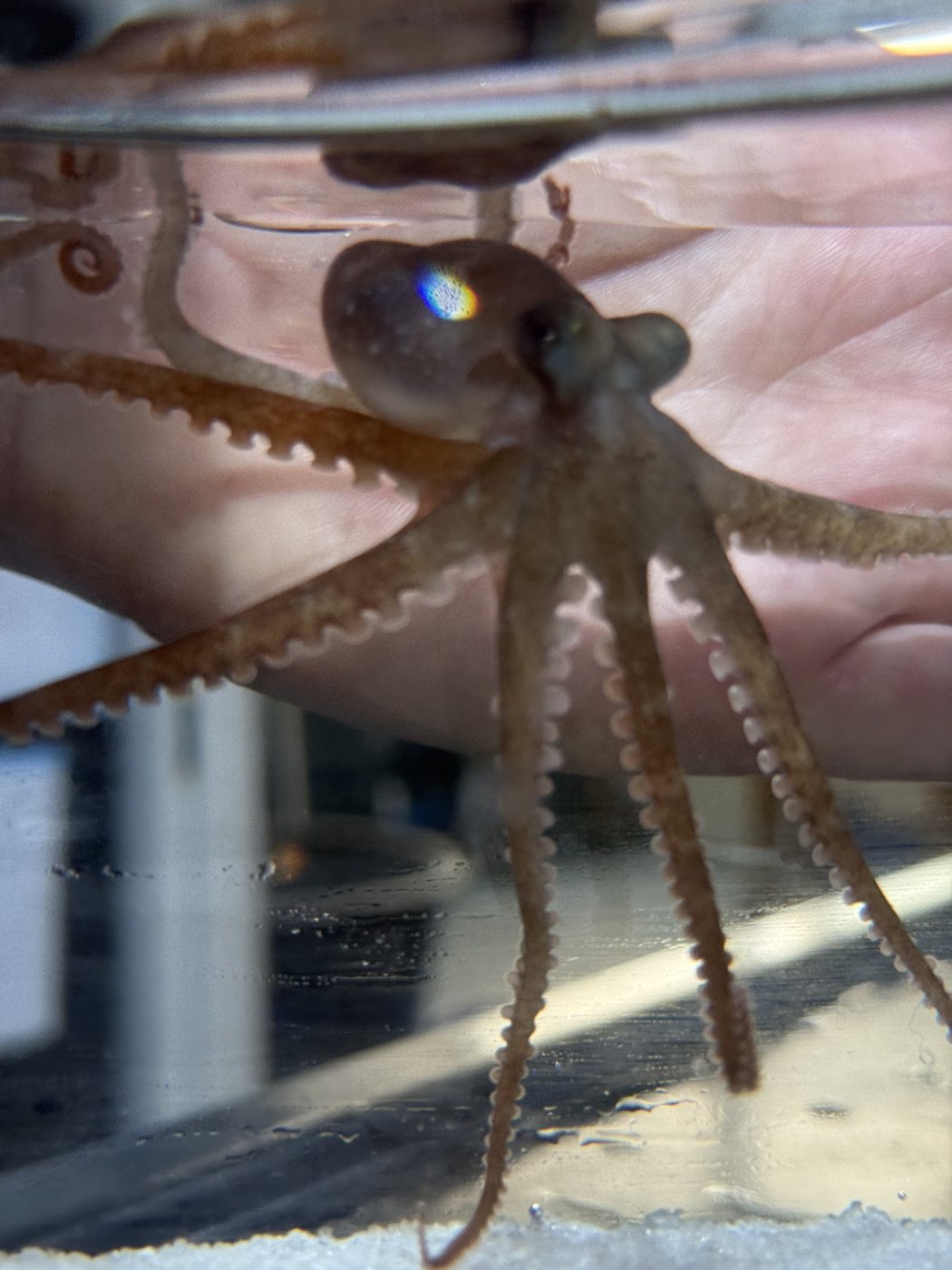 A small octopus resting in an open hand above its tank