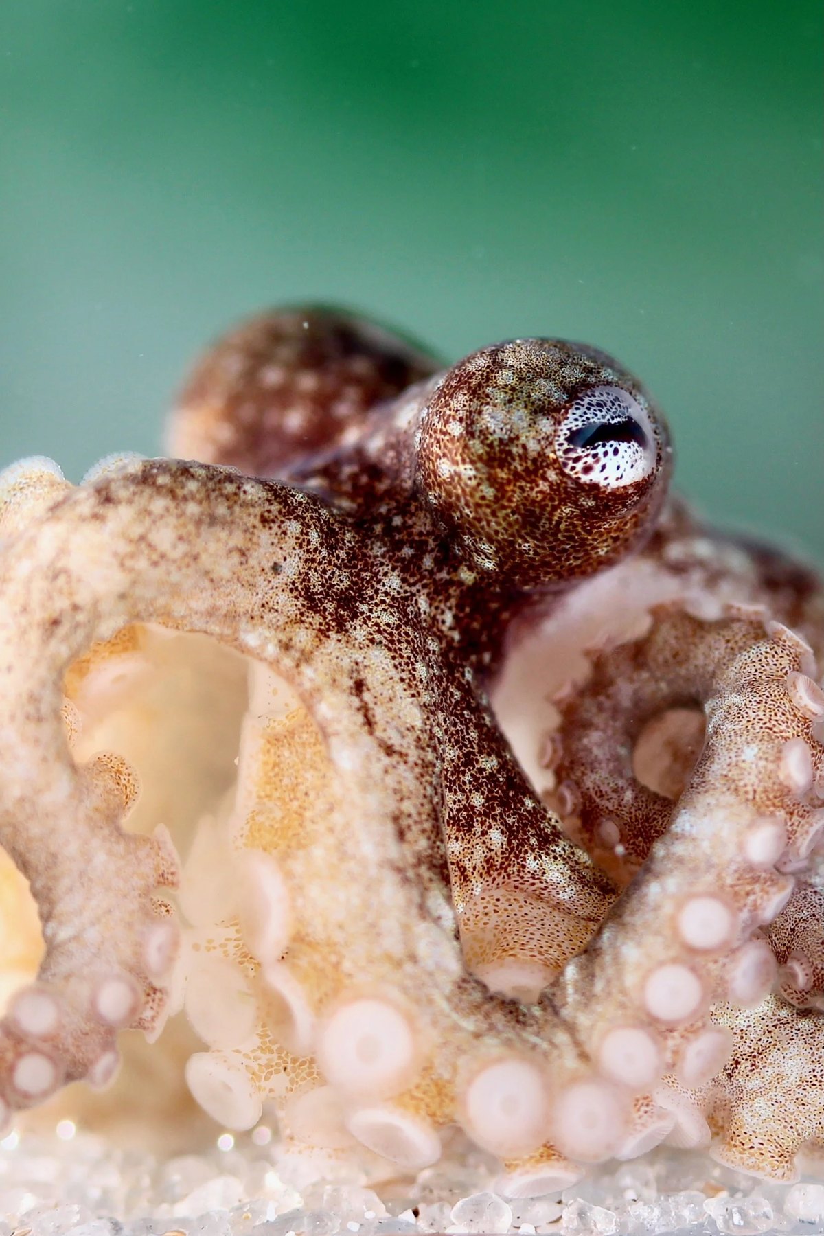 Octopus bocki, eye and arms, close up against green