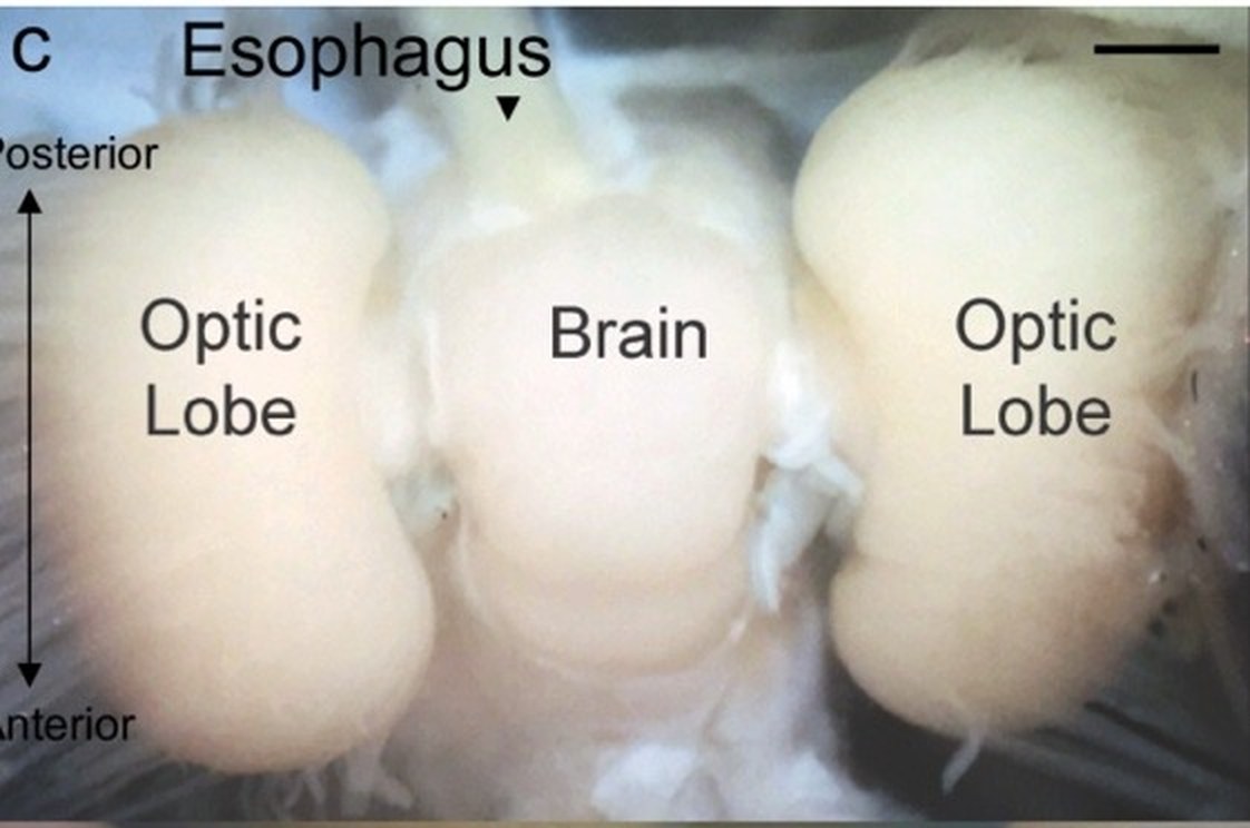 The octopus central brain between the two optic lobes, photographed from above