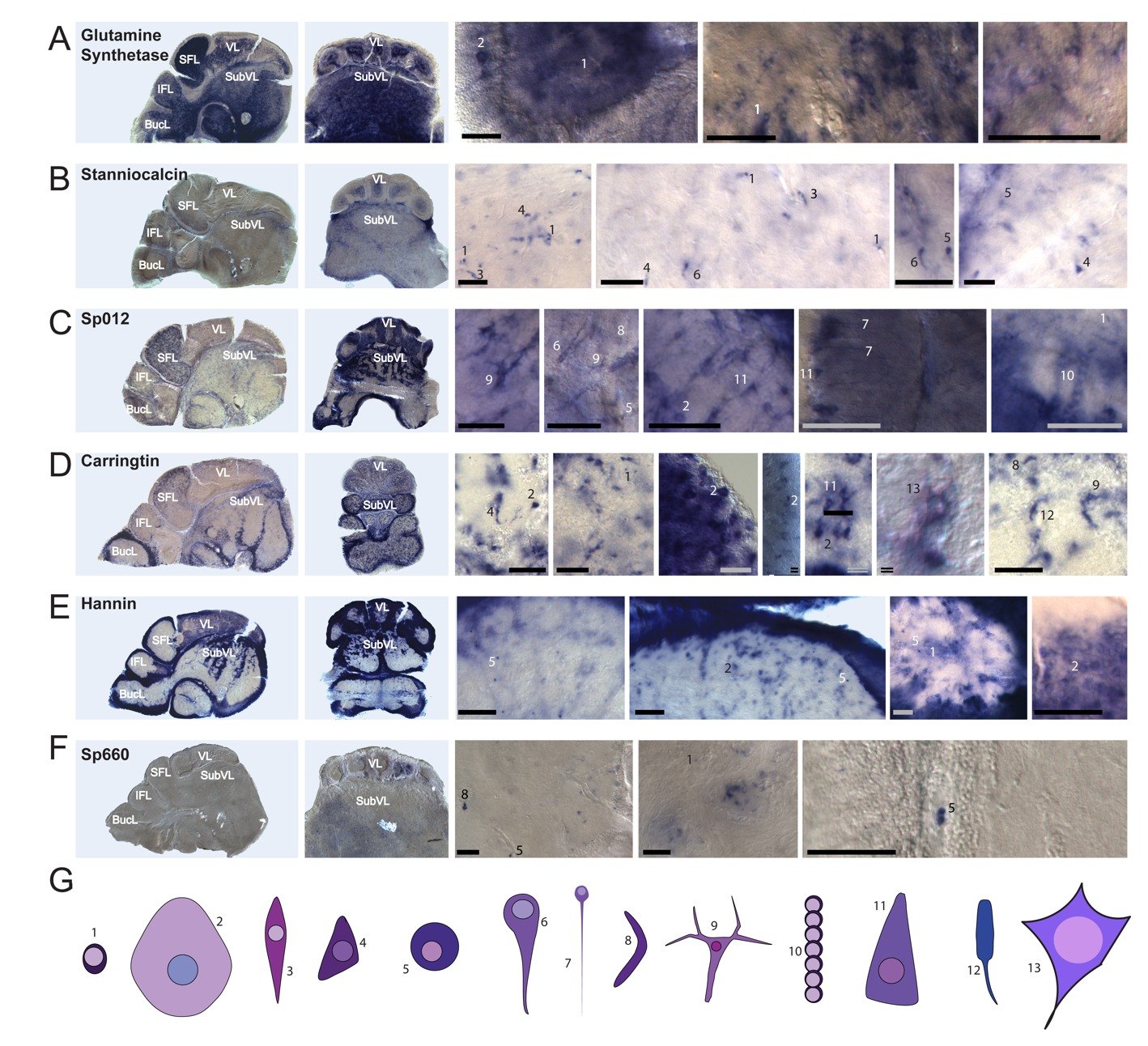 Six glial marker transcripts in sagittal and transverse brain sections, with zoomed cells and thirteen cartoon cell morphologies