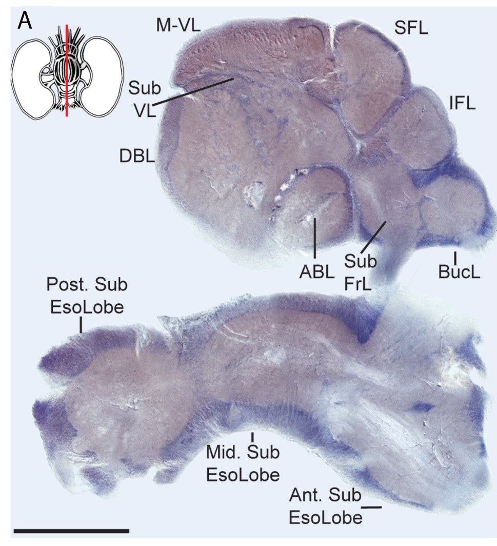 Sagittal section of the octopus brain with the lobes labelled, in situ hybridization for nitric oxide synthase transcript