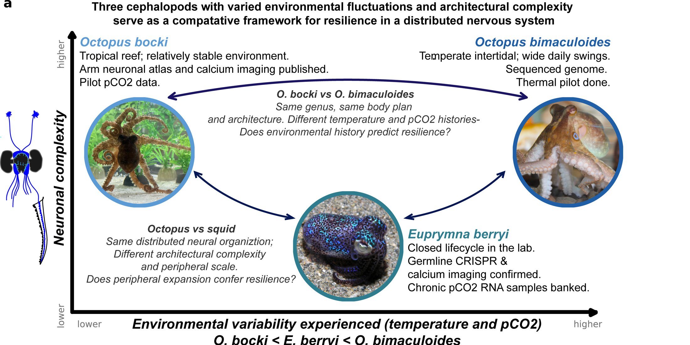 Three cephalopods placed on two axes, environmental variability and neuronal complexity, with the comparisons each pair makes