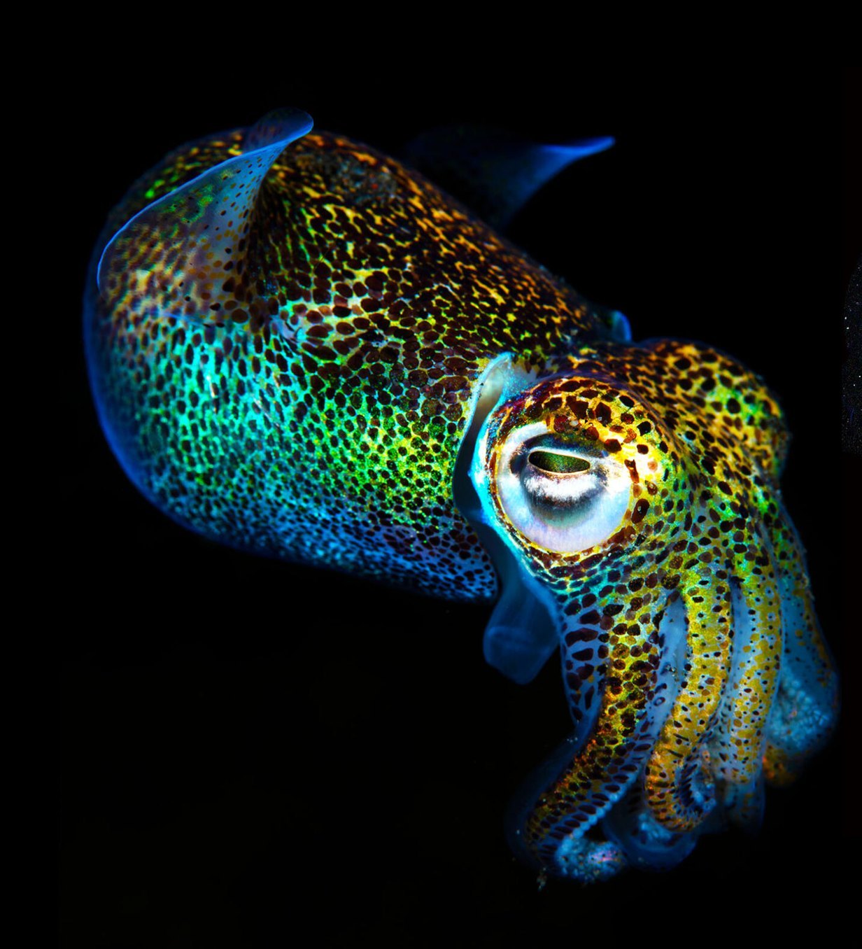 Adult Euprymna berryi, iridescent, on a black background