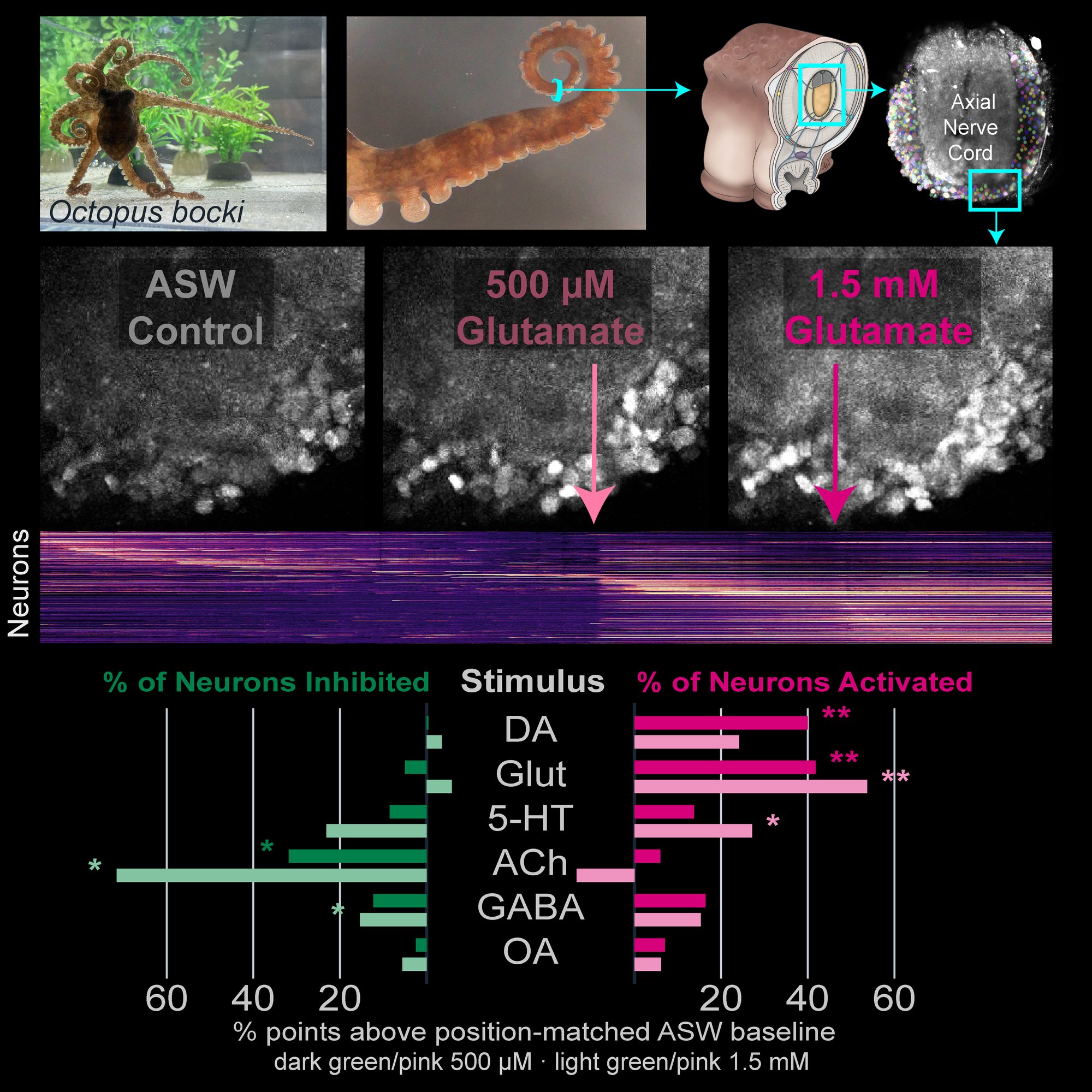 Graphical abstract: from the octopus to an arm slice to calcium imaging under glutamate, with the fraction of neurons activated or inhibited by each transmitter