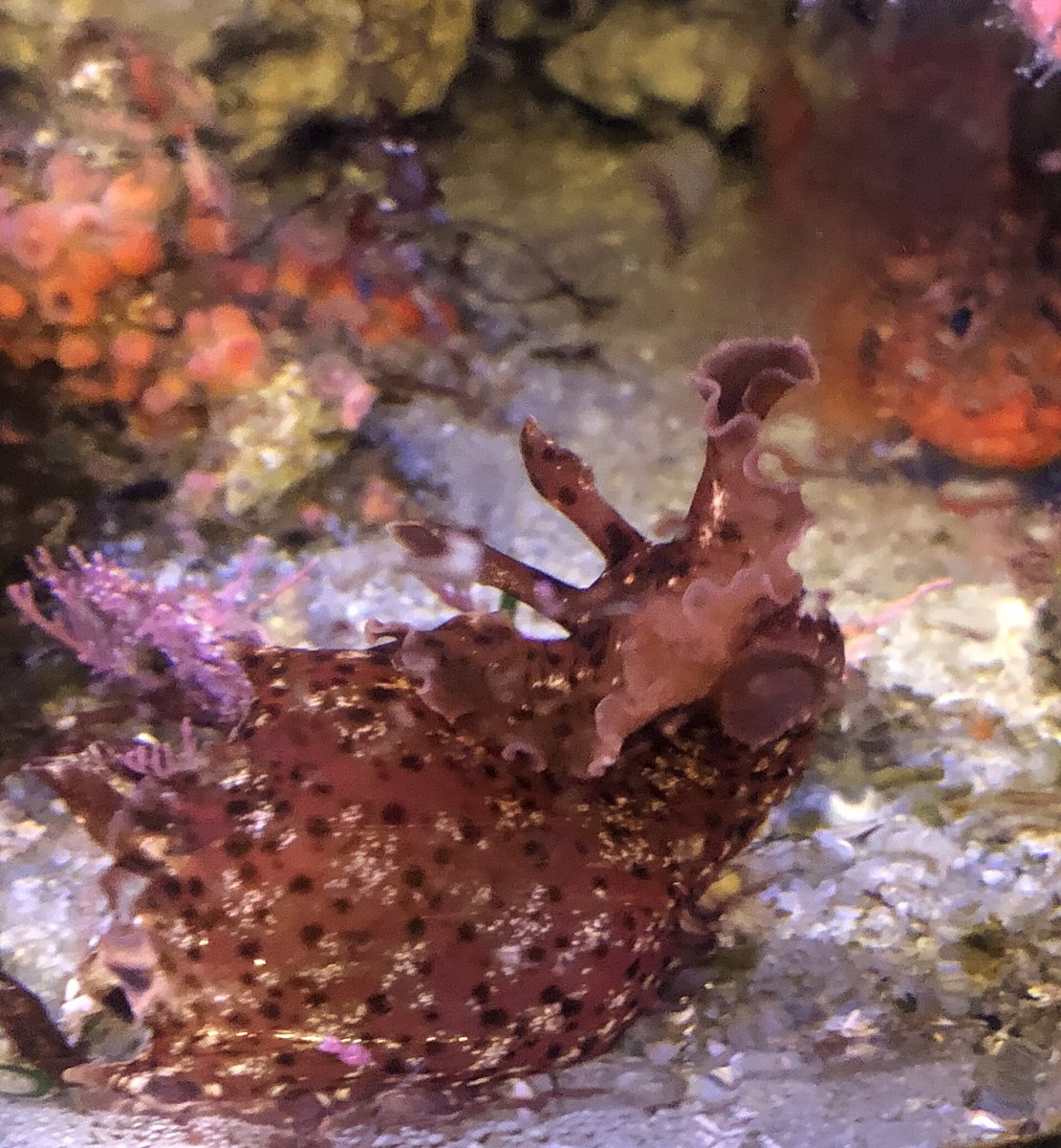 Aplysia californica