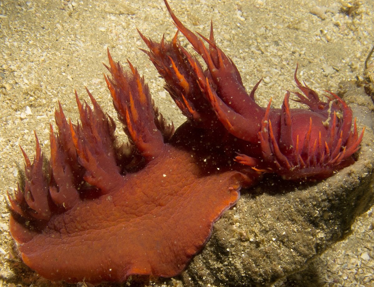 Dendronotus iris