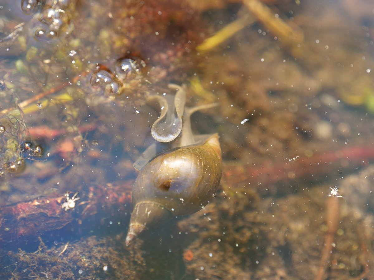 Lymnaea stagnalis