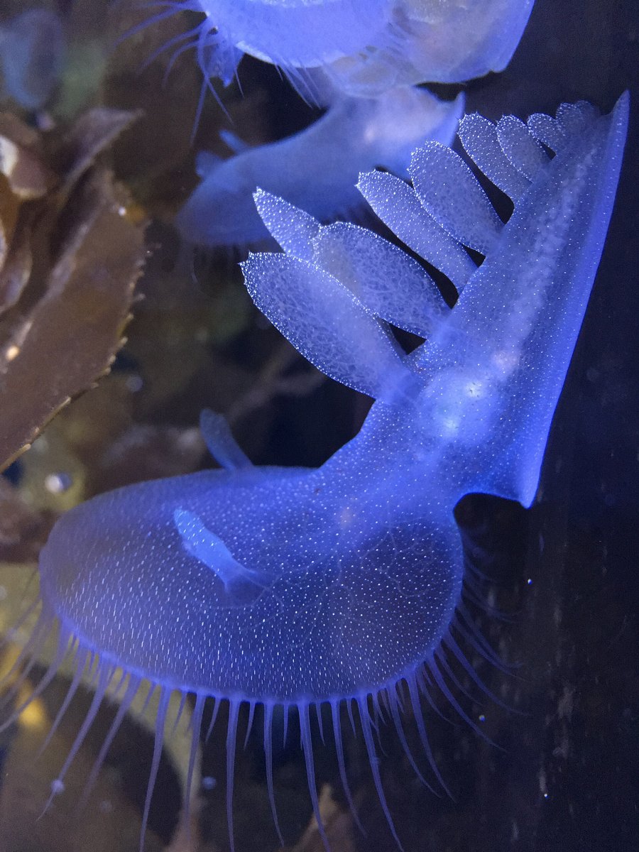 Melibe leonina