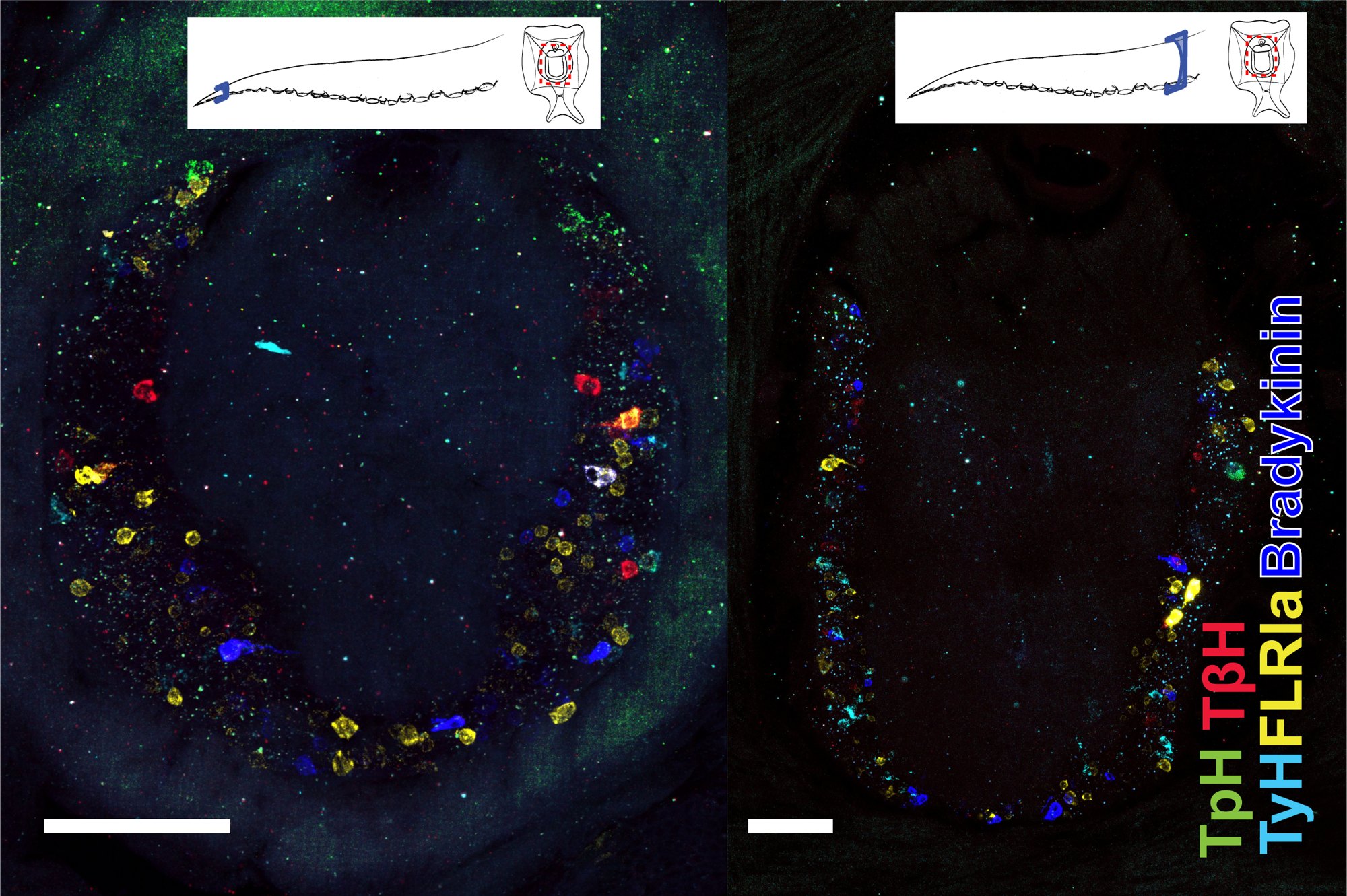 Two fluorescence micrographs of the axial nerve cord in cross-section, base and tip, with serotonergic, octopaminergic, dopaminergic and peptidergic neurons in different colours