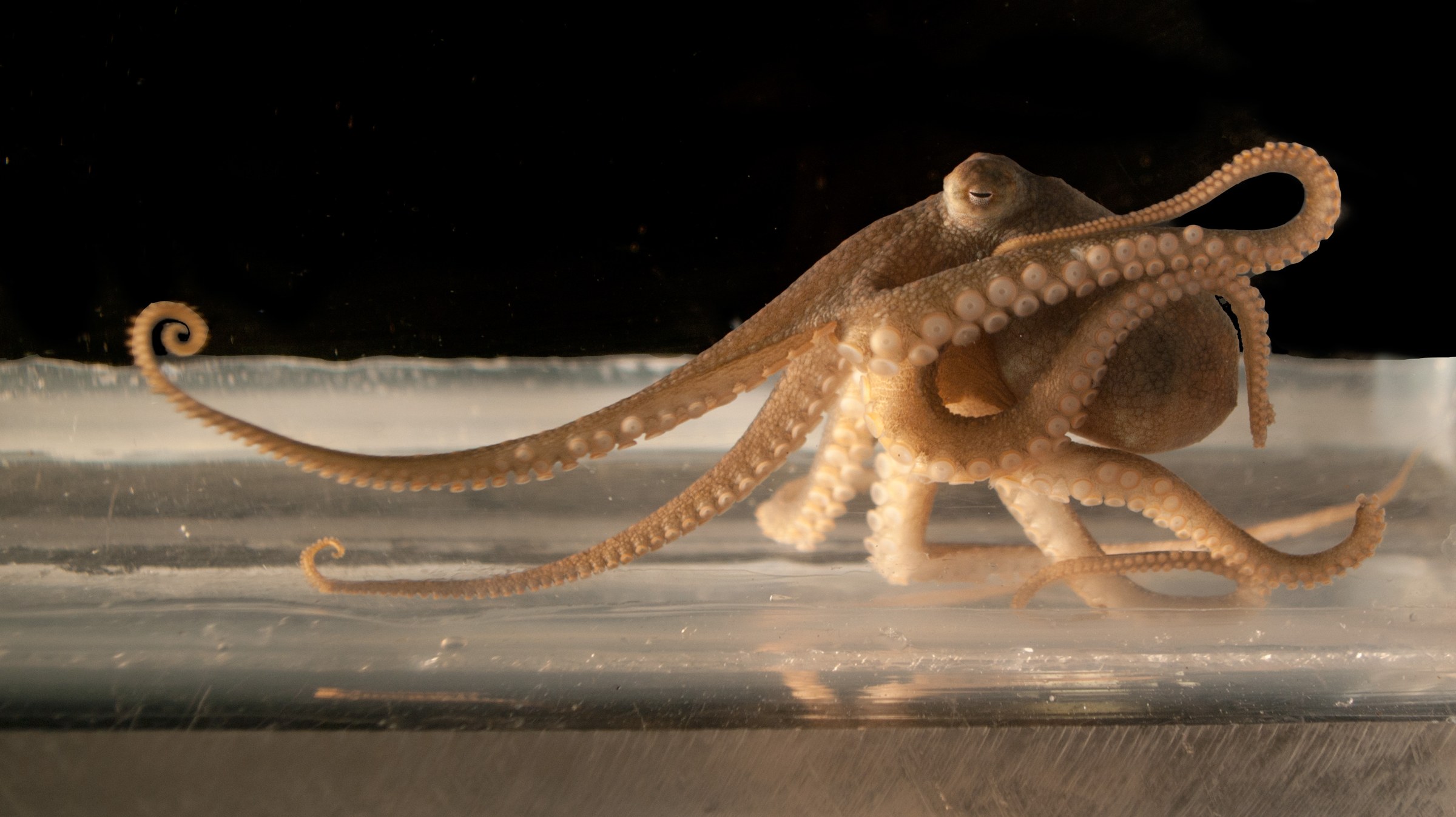 Octopus bimaculoides in a tank, one arm extended, on black