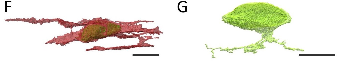 Three-dimensional reconstructions of two glia-like cells from serial electron microscopy