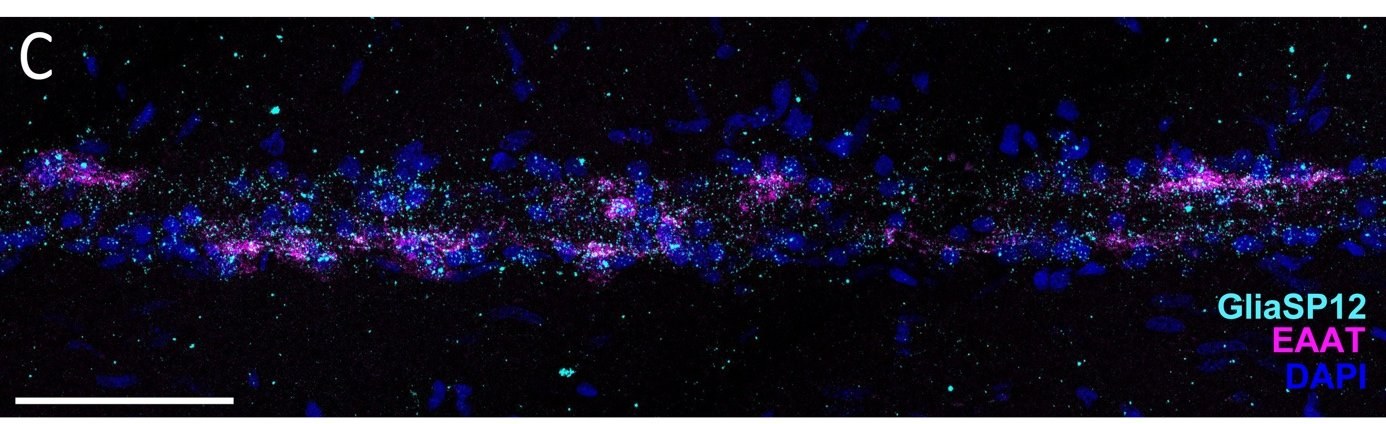 Longitudinal section of an intramuscular nerve cord with glial markers GliaSP12 in cyan and EAAT in magenta