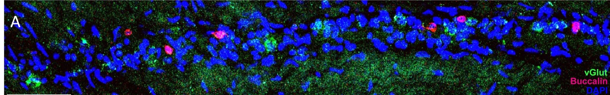 Longitudinal section of an intramuscular nerve cord: vGlut in cyan, buccalin in magenta, nuclei in blue