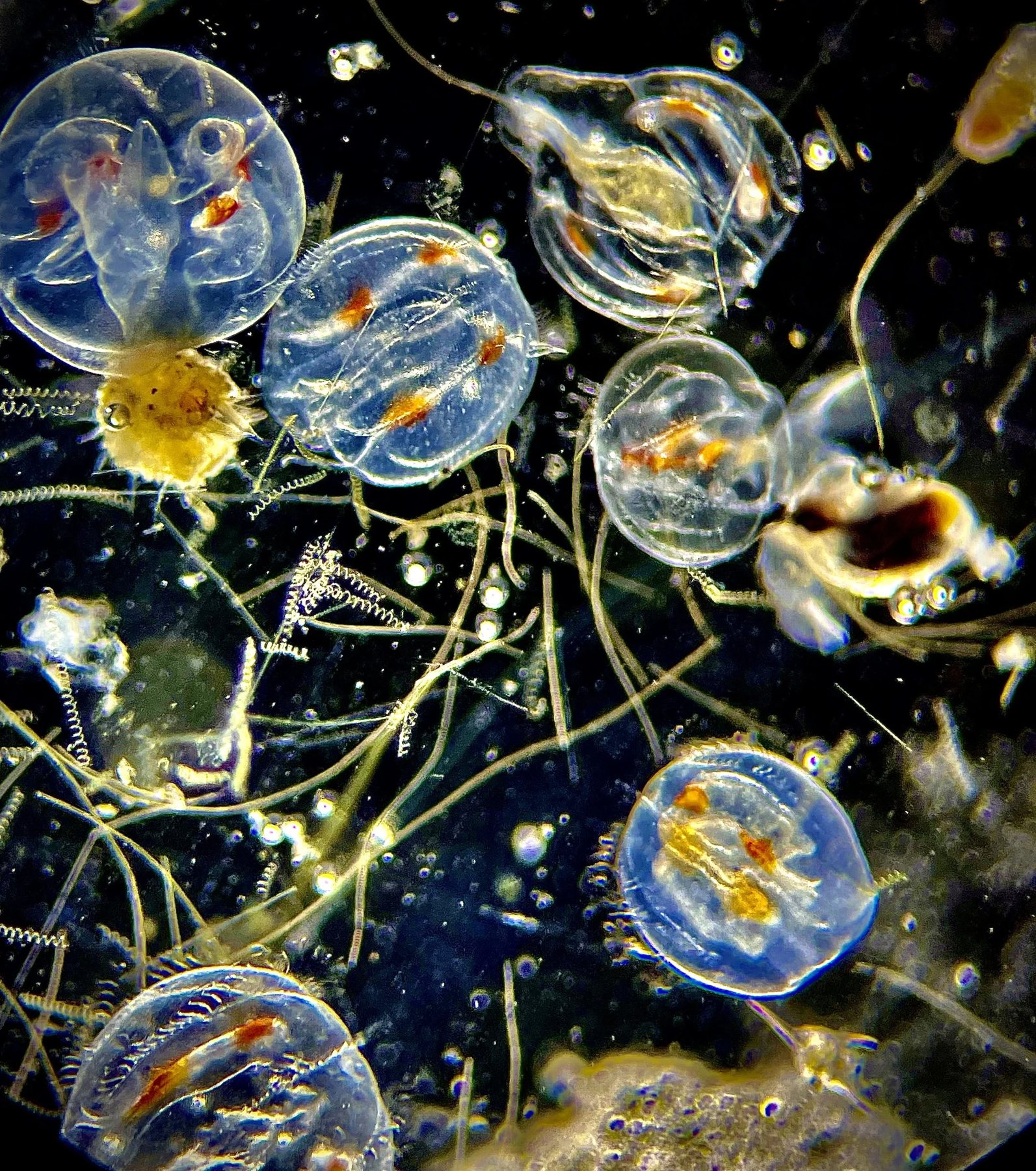 Hydromedusae and other plankton under the microscope