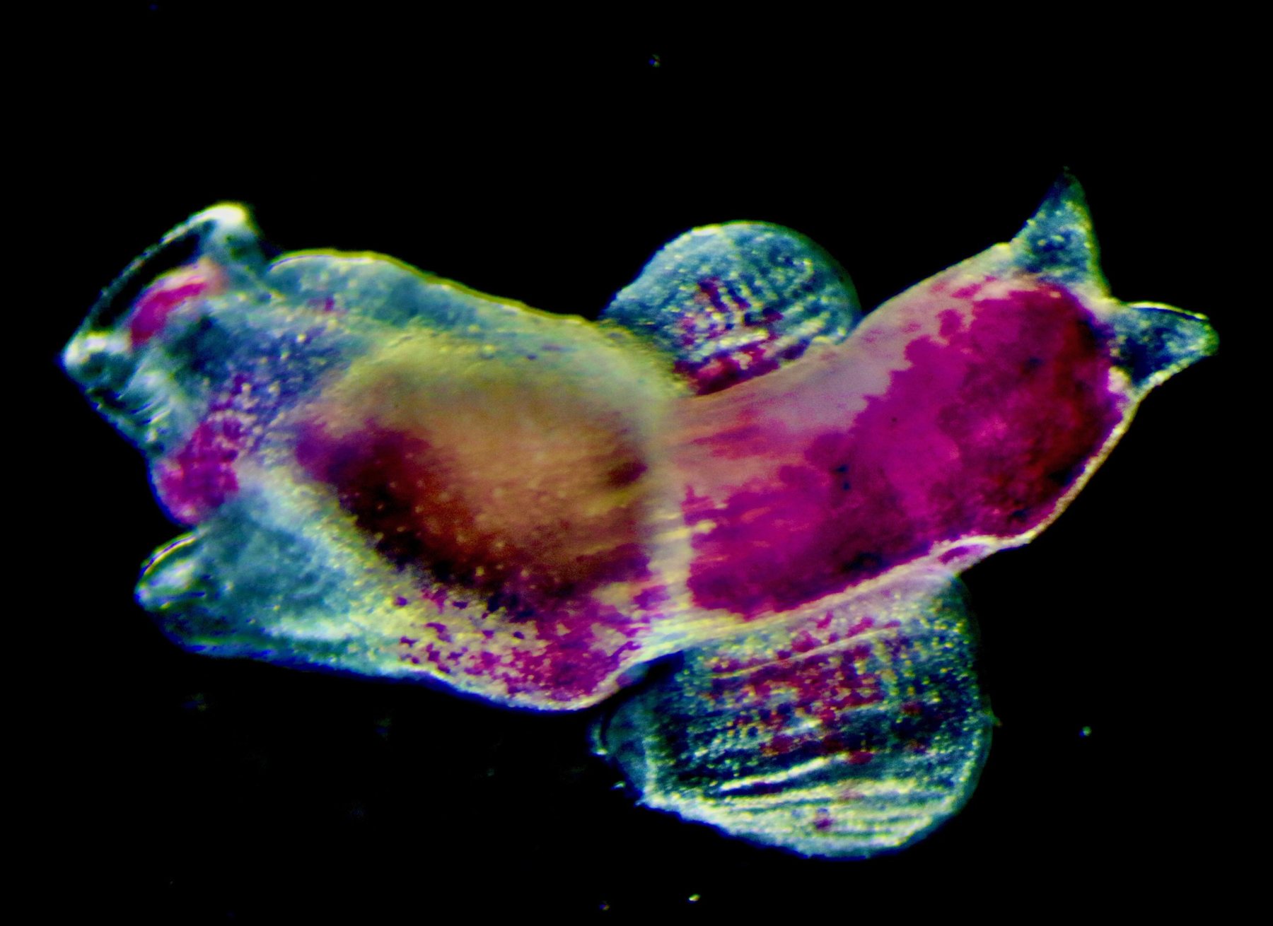A sea angel, a swimming pteropod, photographed against black