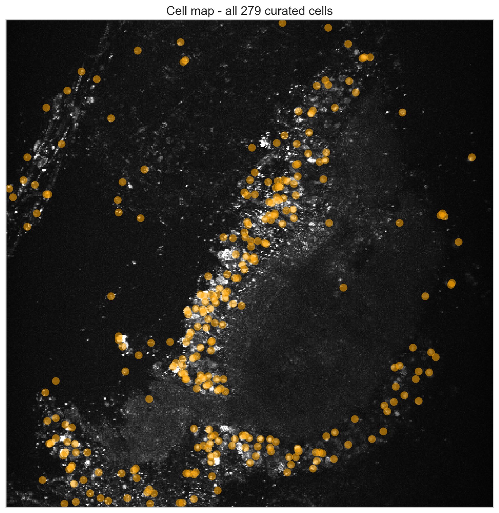 Suite2p cell map: 279 segmented neurons in orange on a grayscale octopus axial nerve cord