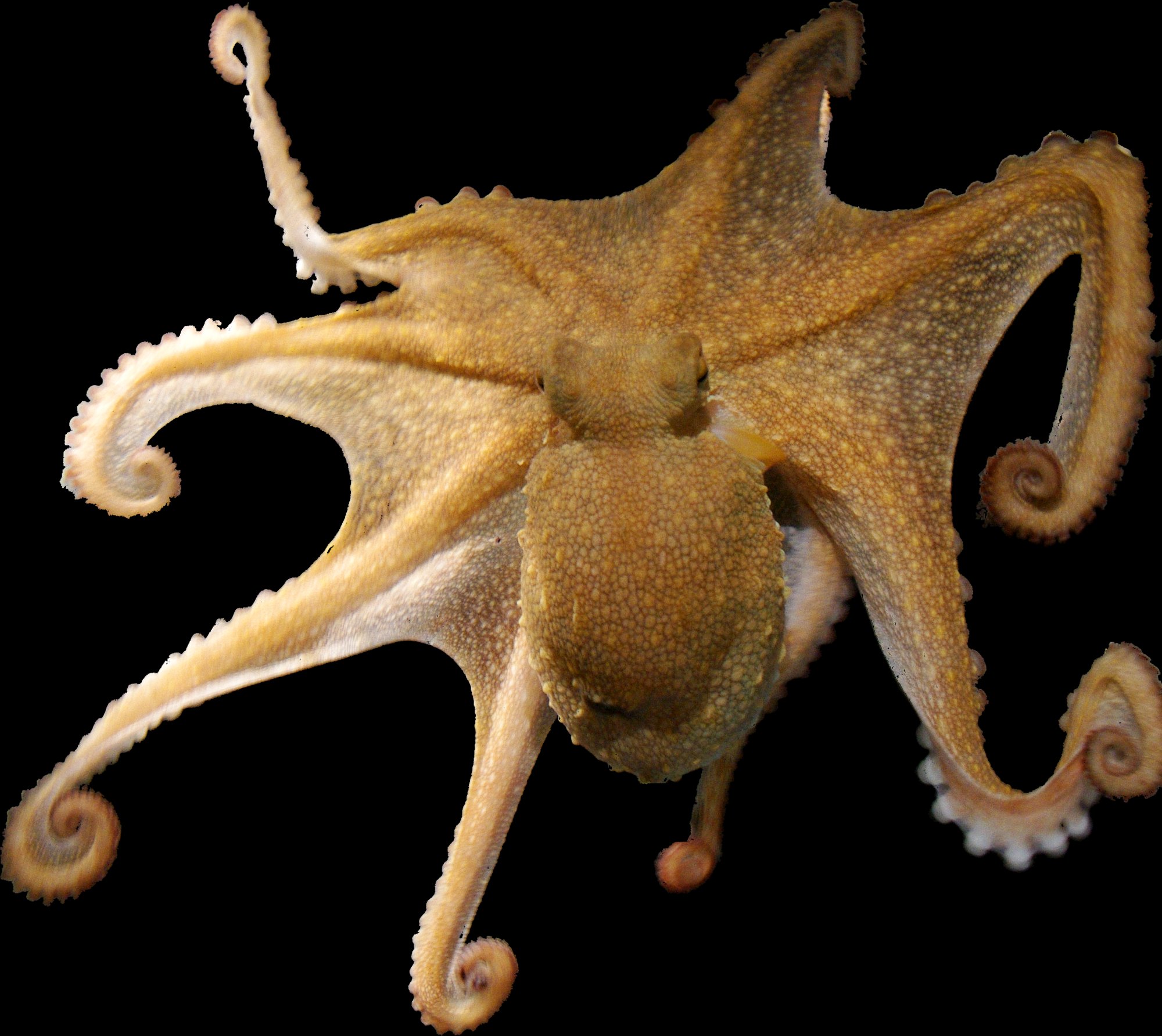 Octopus vulgaris, arms spread, on black
