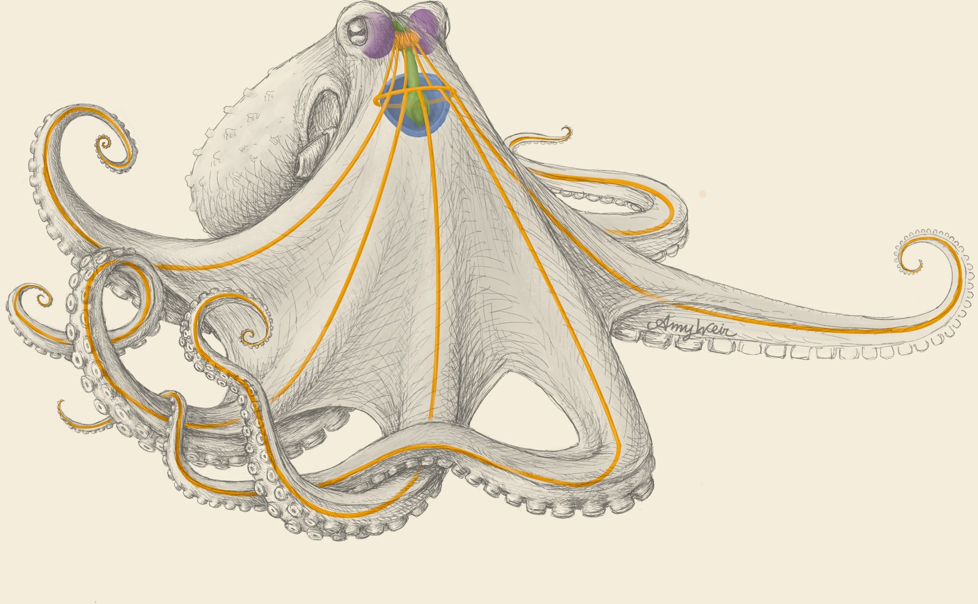 Illustration of an octopus with the central brain and the axial nerve cord of each arm drawn in colour over the body